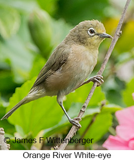 Orange River White-eye - © James F Wittenberger and Exotic Birding LLC