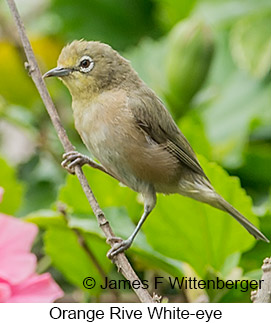 Orange River White-eye - © James F Wittenberger and Exotic Birding LLC