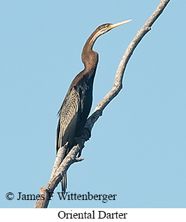 Oriental Darter - © James F Wittenberger and Exotic Birding LLC