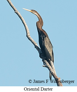 Oriental Darter - &copy; James F Wittenberger and Exotic Birding LLC