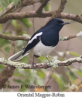 Oriental Magpie-Robin - © James F Wittenberger and Exotic Birding LLC