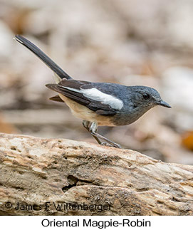 Oriental Magpie-Robin - © James F Wittenberger and Exotic Birding LLC