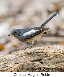 Oriental Magpie-Robin - © James F Wittenberger and Exotic Birding LLC