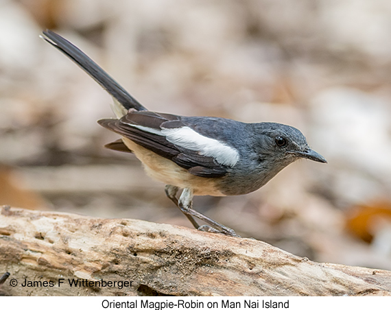 Oriental Magpie-Robin - © James F Wittenberger and Exotic Birding LLC