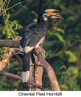 Oriental Pied-Hornbill - © James F Wittenberger and Exotic Birding LLC