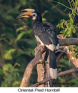 Oriental Pied-Hornbill - © James F Wittenberger and Exotic Birding LLC