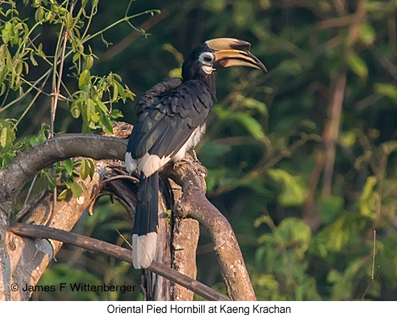 Oriental Pied-Hornbill - © James F Wittenberger and Exotic Birding LLC