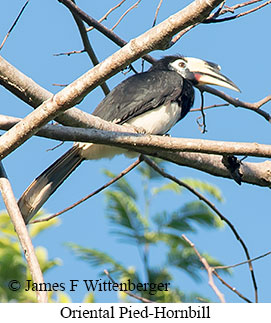 Oriental Pied-Hornbill - © James F Wittenberger and Exotic Birding LLC