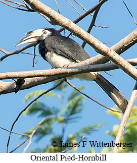 Oriental Pied-Hornbill - &copy; James F Wittenberger and Exotic Birding LLC