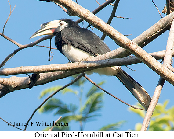 Oriental Pied-Hornbill - © James F Wittenberger and Exotic Birding LLC