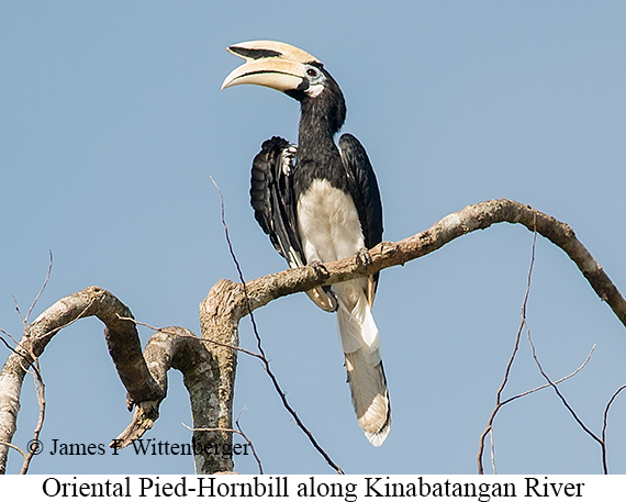 Oriental Pied-Hornbill - © James F Wittenberger and Exotic Birding LLC Oriental Pied-Hornbill - © James F Wittenberger and Exotic Birding LLC