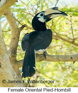 Oriental Pied-Hornbill - &copy; James F Wittenberger and Exotic Birding LLC