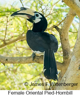 Oriental Pied-Hornbill - © James F Wittenberger and Exotic Birding LLC