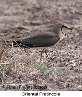 Oriental Pratincole - © James F Wittenberger and Exotic Birding LLC Oriental Pratincole - © James F Wittenberger and Exotic Birding LLC