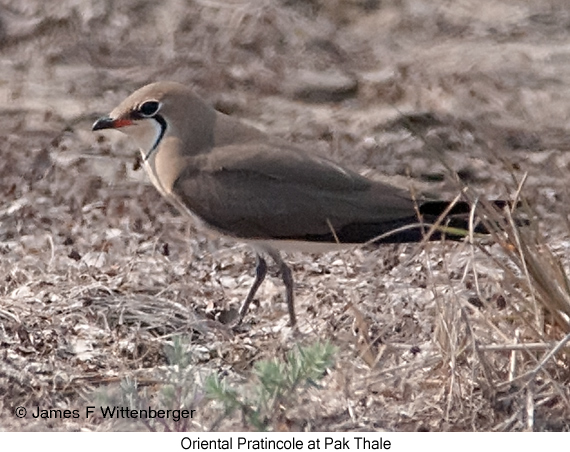 Oriental Pratincole - © James F Wittenberger and Exotic Birding LLC