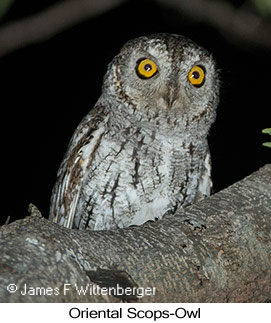 Oriental Scops-Owl - &copy; James F Wittenberger and Exotic Birding LLC
