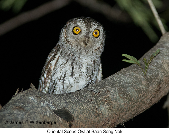 Oriental Scops-Owl - © James F Wittenberger and Exotic Birding LLC