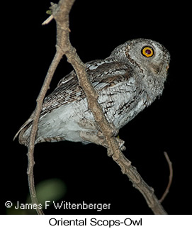 Oriental Scops-Owl - © James F Wittenberger and Exotic Birding LLC