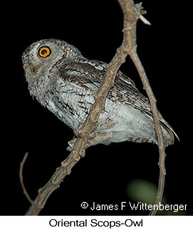 Oriental Scops-Owl - &copy; James F Wittenberger and Exotic Birding LLC