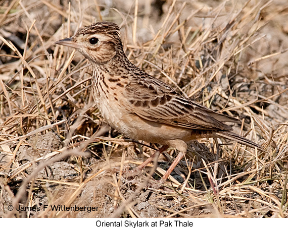 Oriental Skylark - © James F Wittenberger and Exotic Birding LLC