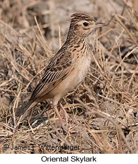 Oriental Skylark - © James F Wittenberger and Exotic Birding LLC