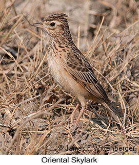 Oriental Skylark - © James F Wittenberger and Exotic Birding LLC