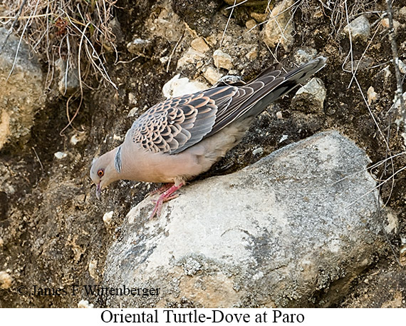 Oriental Turtle-Dove - © James F Wittenberger and Exotic Birding LLC