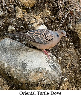 Oriental Turtle-Dove - &copy; James F Wittenberger and Exotic Birding LLC