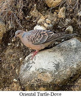 Oriental Turtle-Dove - © James F Wittenberger and Exotic Birding LLC