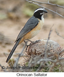 Orinocan Saltator - © James F Wittenberger and Exotic Birding LLC