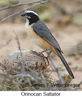 Orinocan Saltator - © James F Wittenberger and Exotic Birding LLC