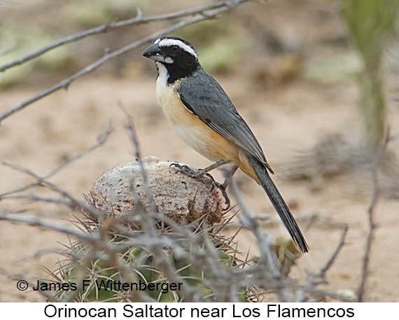 Orinocan Saltator - © James F Wittenberger and Exotic Birding LLC
