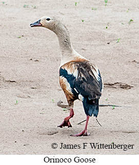 Orinoco Goose - © James F Wittenberger and Exotic Birding LLC