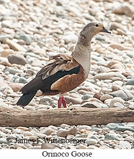 Orinoco Goose - © James F Wittenberger and Exotic Birding LLC Orinoco Goose - © James F Wittenberger and Exotic Birding LLC