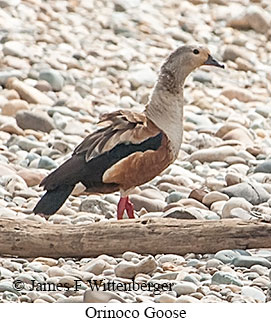 Orinoco Goose - © James F Wittenberger and Exotic Birding LLC