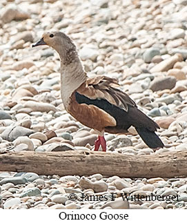 Orinoco Goose - © James F Wittenberger and Exotic Birding LLC