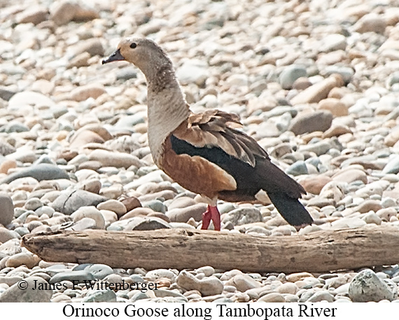 Orinoco Goose - © James F Wittenberger and Exotic Birding LLC