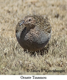 Ornate Tinamou - © James F Wittenberger and Exotic Birding LLC