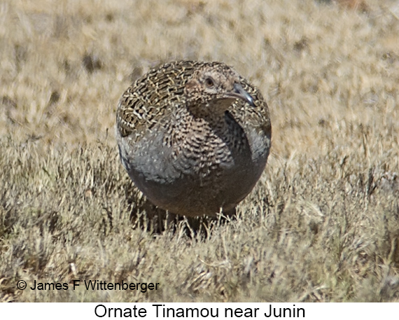 Ornate Tinamou - © James F Wittenberger and Exotic Birding LLC