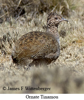 Ornate Tinamou - © James F Wittenberger and Exotic Birding LLC