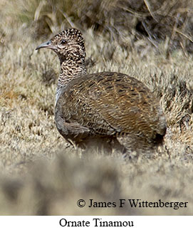 Ornate Tinamou - © James F Wittenberger and Exotic Birding LLC