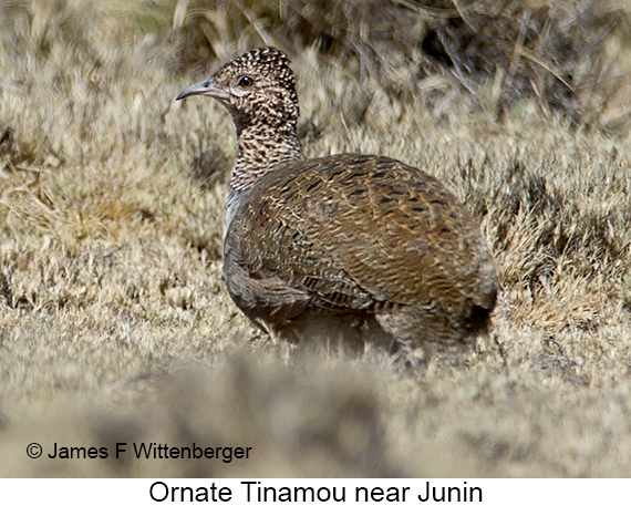 Ornate Tinamou - © James F Wittenberger and Exotic Birding LLC