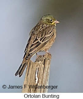 Ortolan Bunting - © James F Wittenberger and Exotic Birding LLC Ortolan Bunting - © James F Wittenberger and Exotic Birding LLC