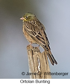 Ortolan Bunting - © James F Wittenberger and Exotic Birding LLC Ortolan Bunting - © James F Wittenberger and Exotic Birding LLC
