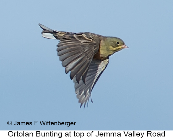 Ortolan Bunting - © James F Wittenberger and Exotic Birding LLC