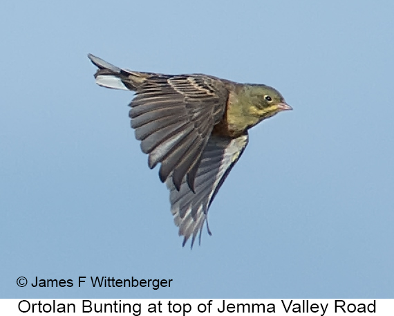 Ortolan Bunting - © James F Wittenberger and Exotic Birding LLC Ortolan Bunting - © James F Wittenberger and Exotic Birding LLC