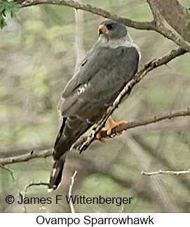 Ovambo Sparrowhawk - © James F Wittenberger and Exotic Birding LLC