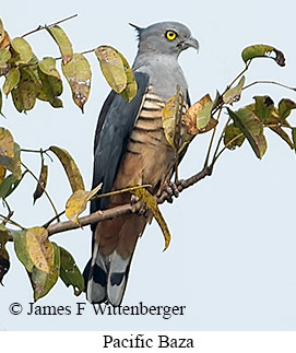 Pacific Baza - &copy; James F Wittenberger and Exotic Birding LLC
