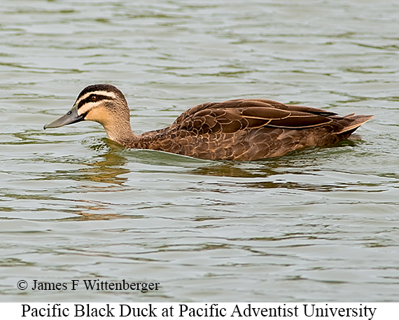 Pacific Black Duck - © James F Wittenberger and Exotic Birding LLC
