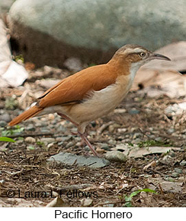 Pacific Hornero - © Laura L Fellows and Exotic Birding LLC